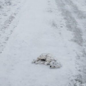 A Tiny Puppy Found Hidden Beneath the Snow Fights for Life