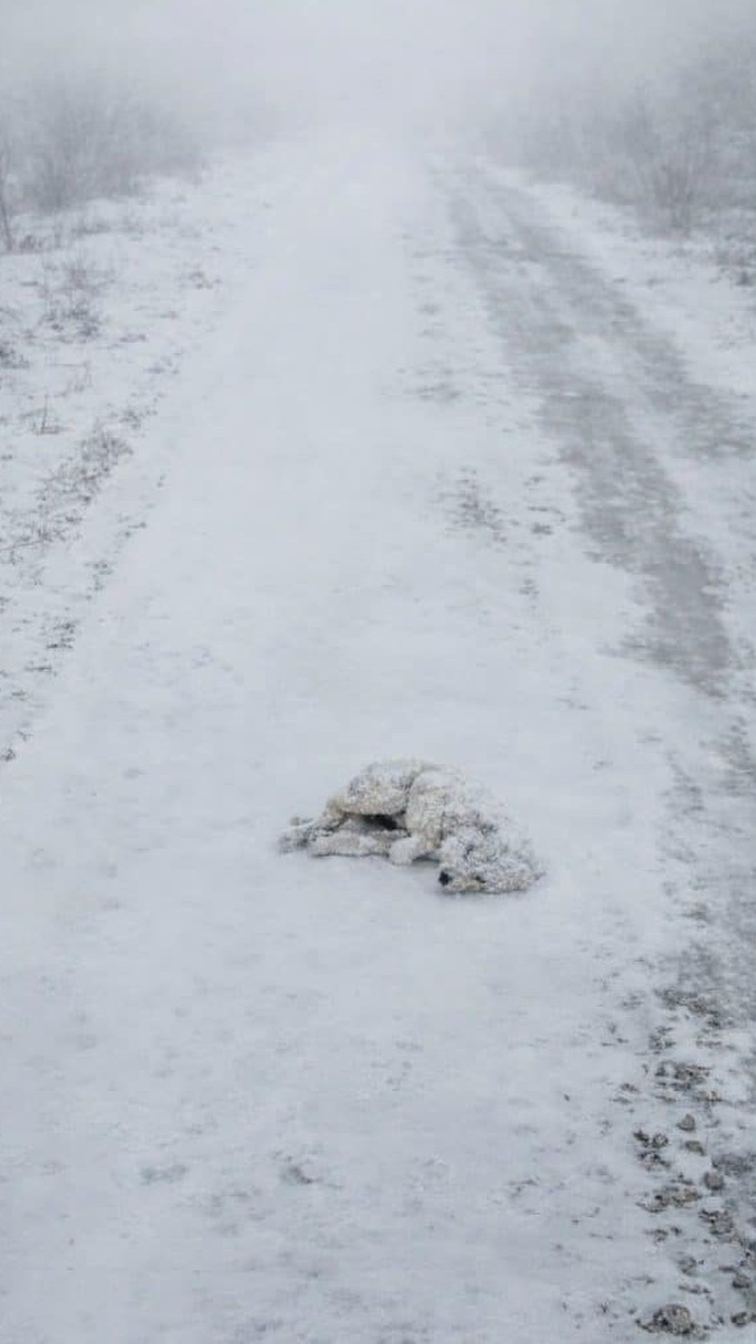 A Tiny Puppy Found Hidden Beneath the Snow Fights for Life