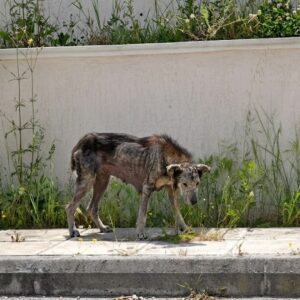 Petra the Stray Dog Takes Her First Steps Toward Trust