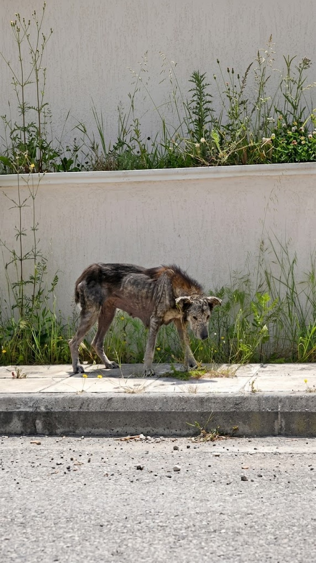 Petra the Stray Dog Takes Her First Steps Toward Trust