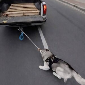 Husky Struggles to Keep Up with Truck Sparks Brave Intervention