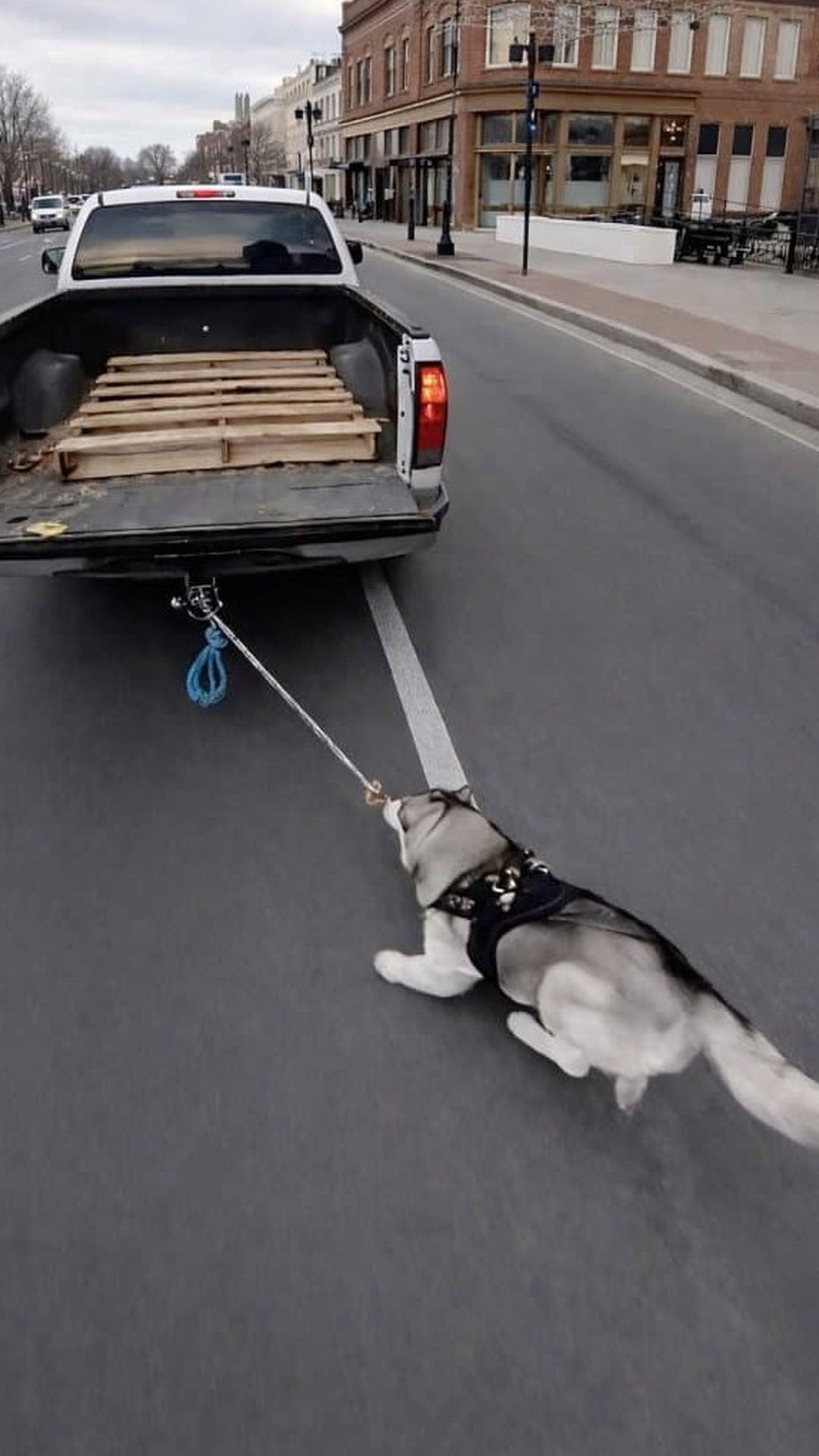 Husky Struggles to Keep Up with Truck Sparks Brave Intervention