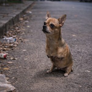 Chihuahua Thrives After Adapting to Life Without Front Legs