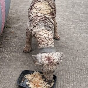 Rescue Progress: Two Dogs Begin to Heal After Their First Meals