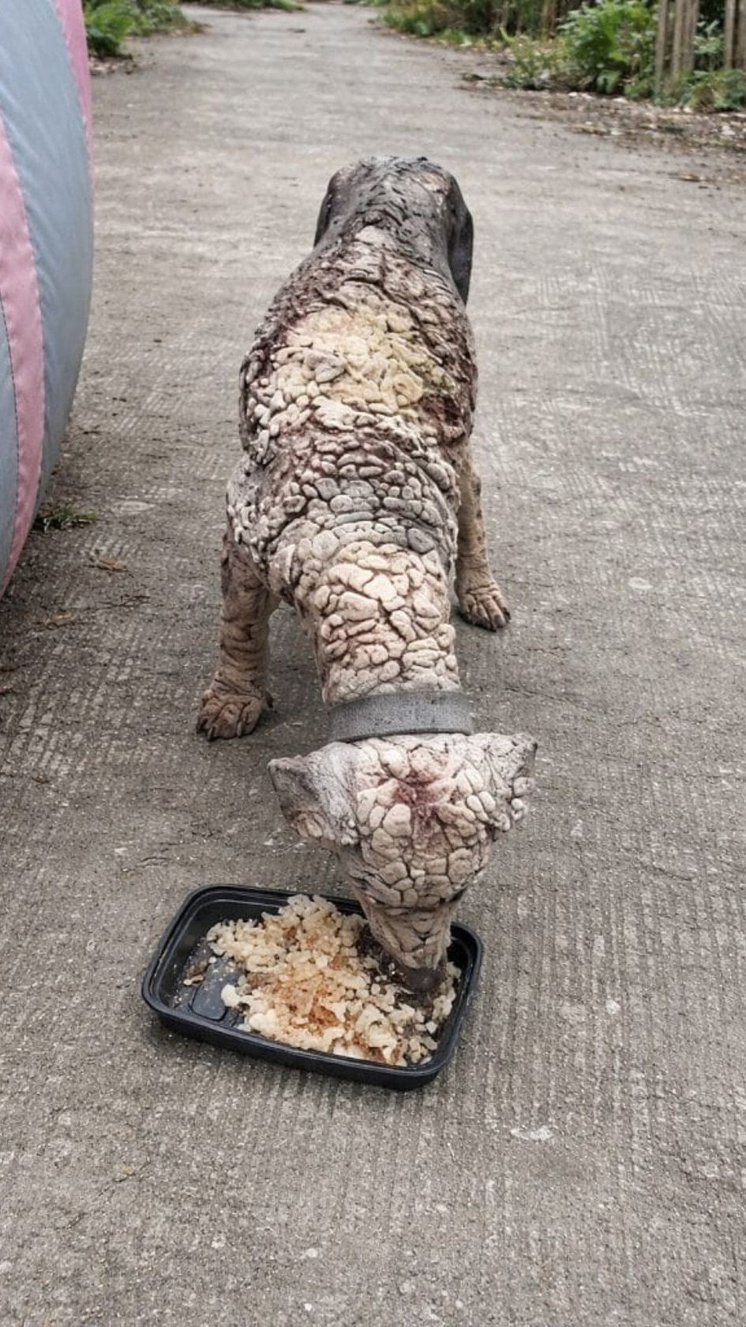 Rescue Progress: Two Dogs Begin to Heal After Their First Meals