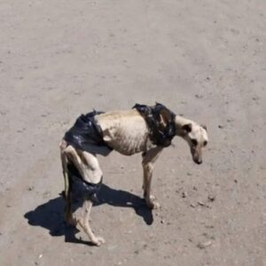 From a Garbage Bag to the Beach: Waldito's Journey of Survival