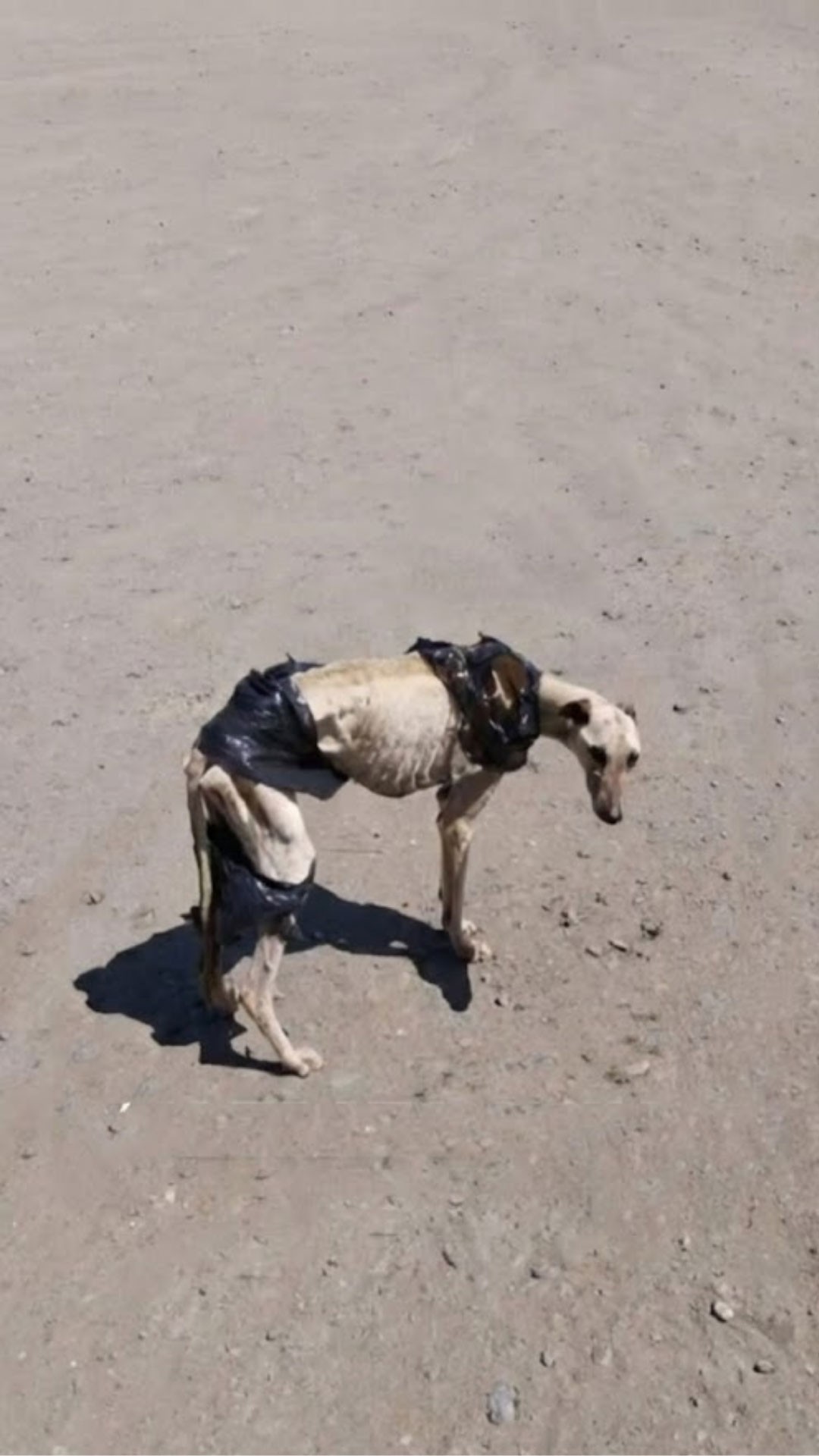 From a Garbage Bag to the Beach: Waldito's Journey of Survival