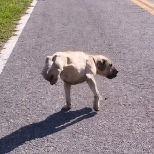 Dixie Runs with Determination After Life-Saving Surgery