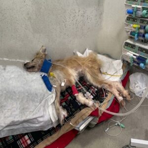 Jessie the Dog's First Steps After Survival Against All Odds