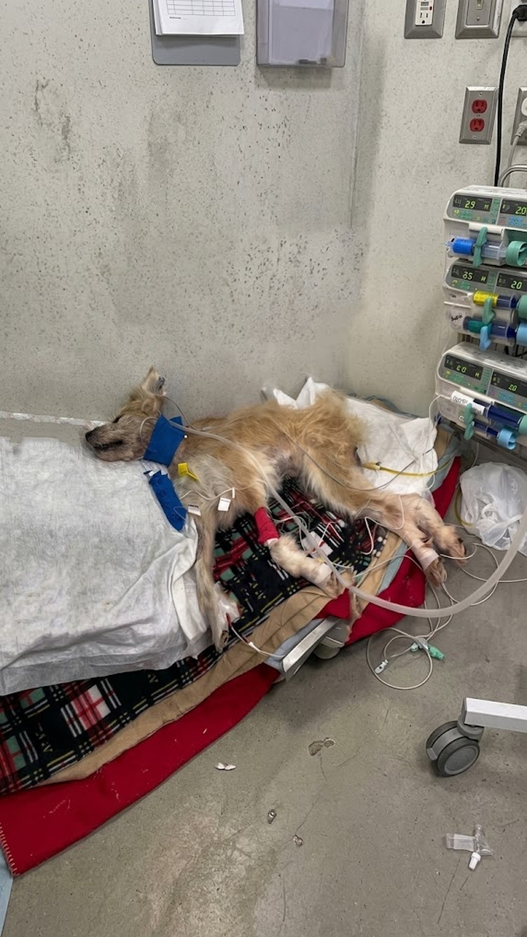 Jessie the Dog's First Steps After Survival Against All Odds