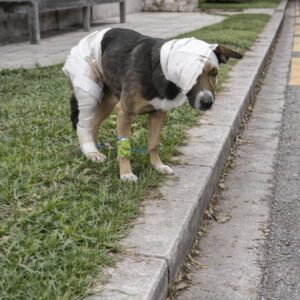 Kauana's Tail Wag Signals His Remarkable Recovery