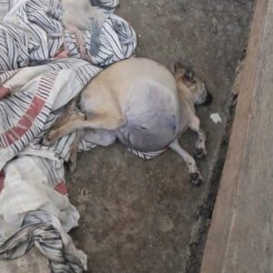 Jai's Weight Drops by Nearly 20% After Life-Saving Fluid Drain