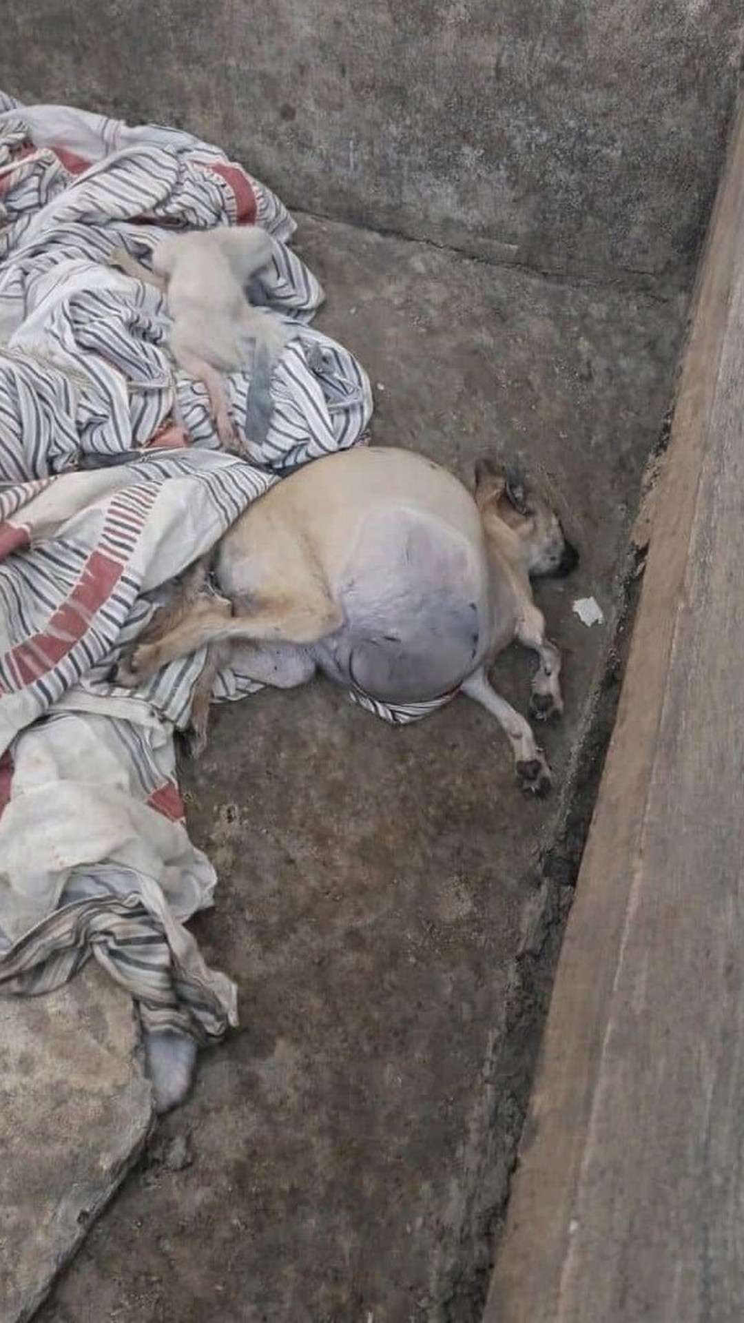 Jai's Weight Drops by Nearly 20% After Life-Saving Fluid Drain