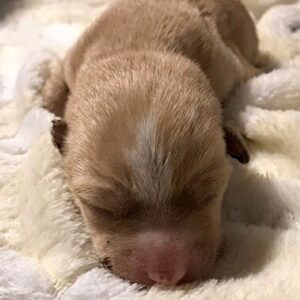 52 Days of Recovery: Blade's Journey from Fragile Newborn to Adorable Puppy