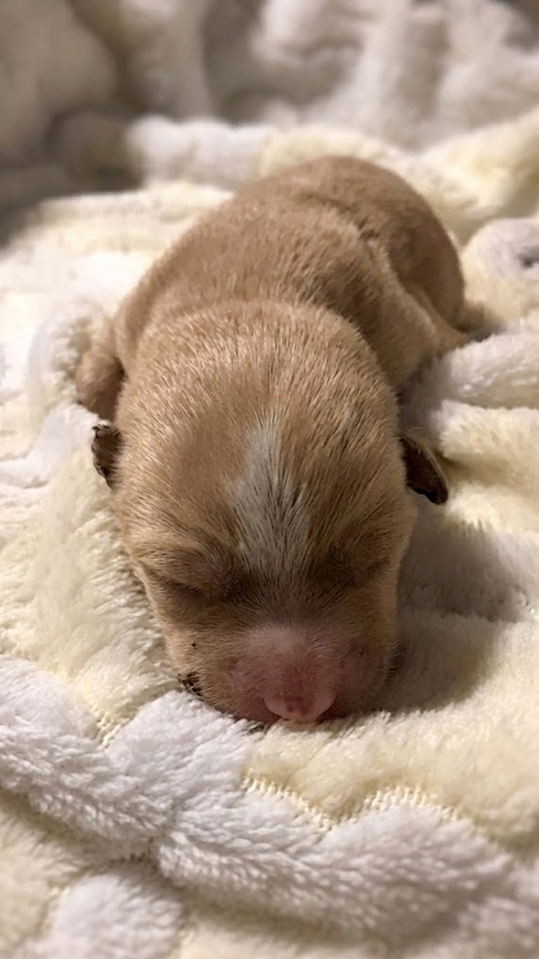 52 Days of Recovery: Blade's Journey from Fragile Newborn to Adorable Puppy