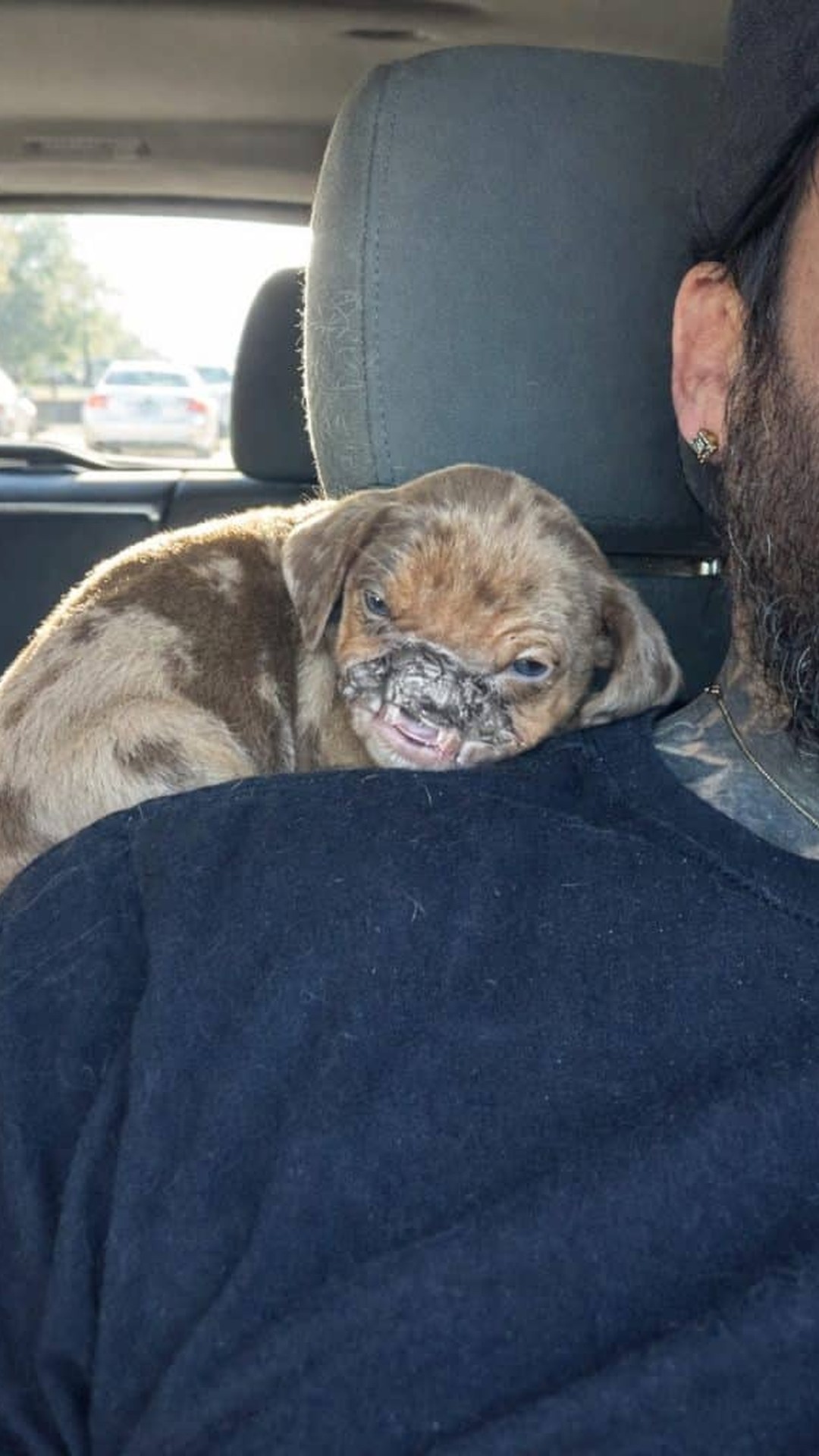 Newt's Remarkable Recovery Over Two Months After Severe Injuries