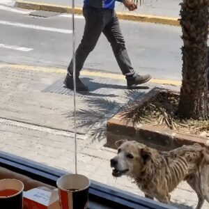 A Stray Dog Waits for Recognition Outside a Restaurant Window