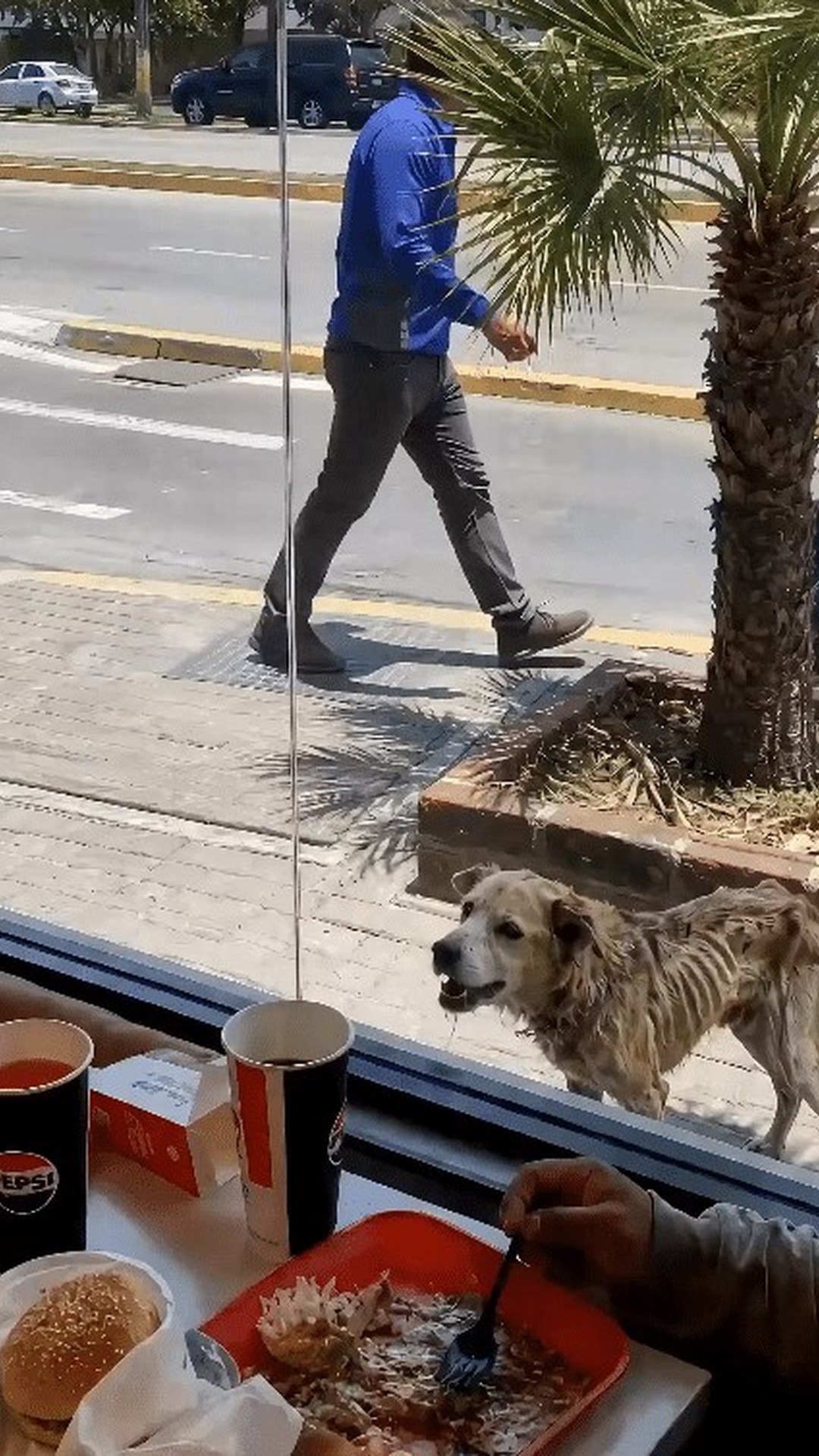 A Stray Dog Waits for Recognition Outside a Restaurant Window