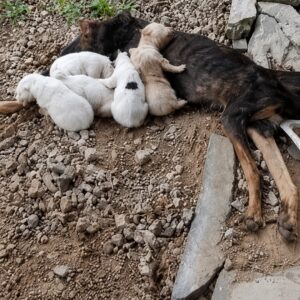 Sakura Transitions from Isolation Among Rocks to a Loving Home