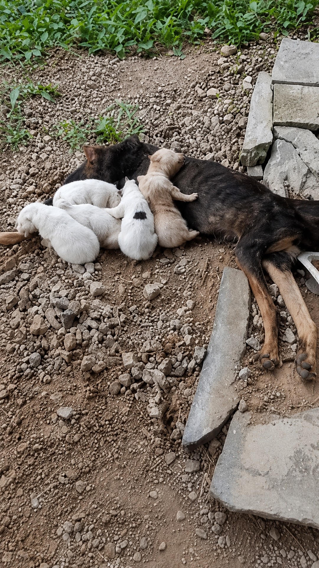 Sakura Transitions from Isolation Among Rocks to a Loving Home