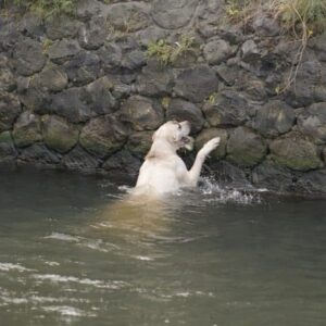 A White Dog's Struggle Transforms into a Team Rescue Effort
