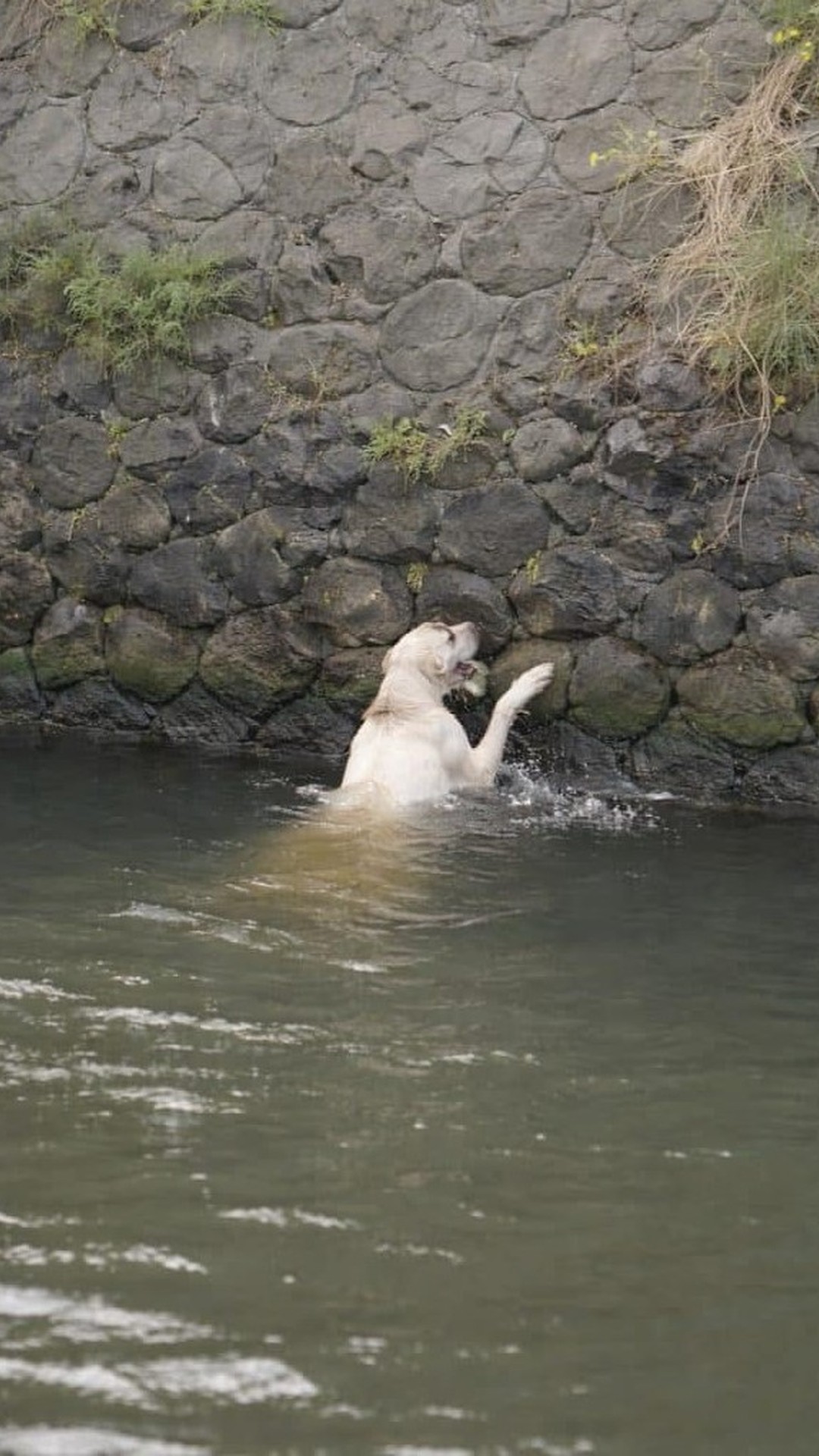 A White Dog's Struggle Transforms into a Team Rescue Effort