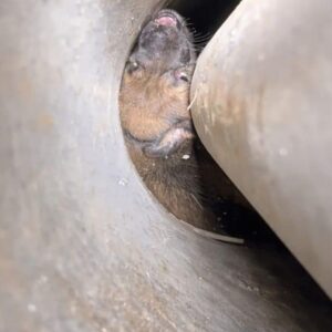 Rescue Team Uncovers Trapped Puppies After Mother Dog’s Desperate Vigil