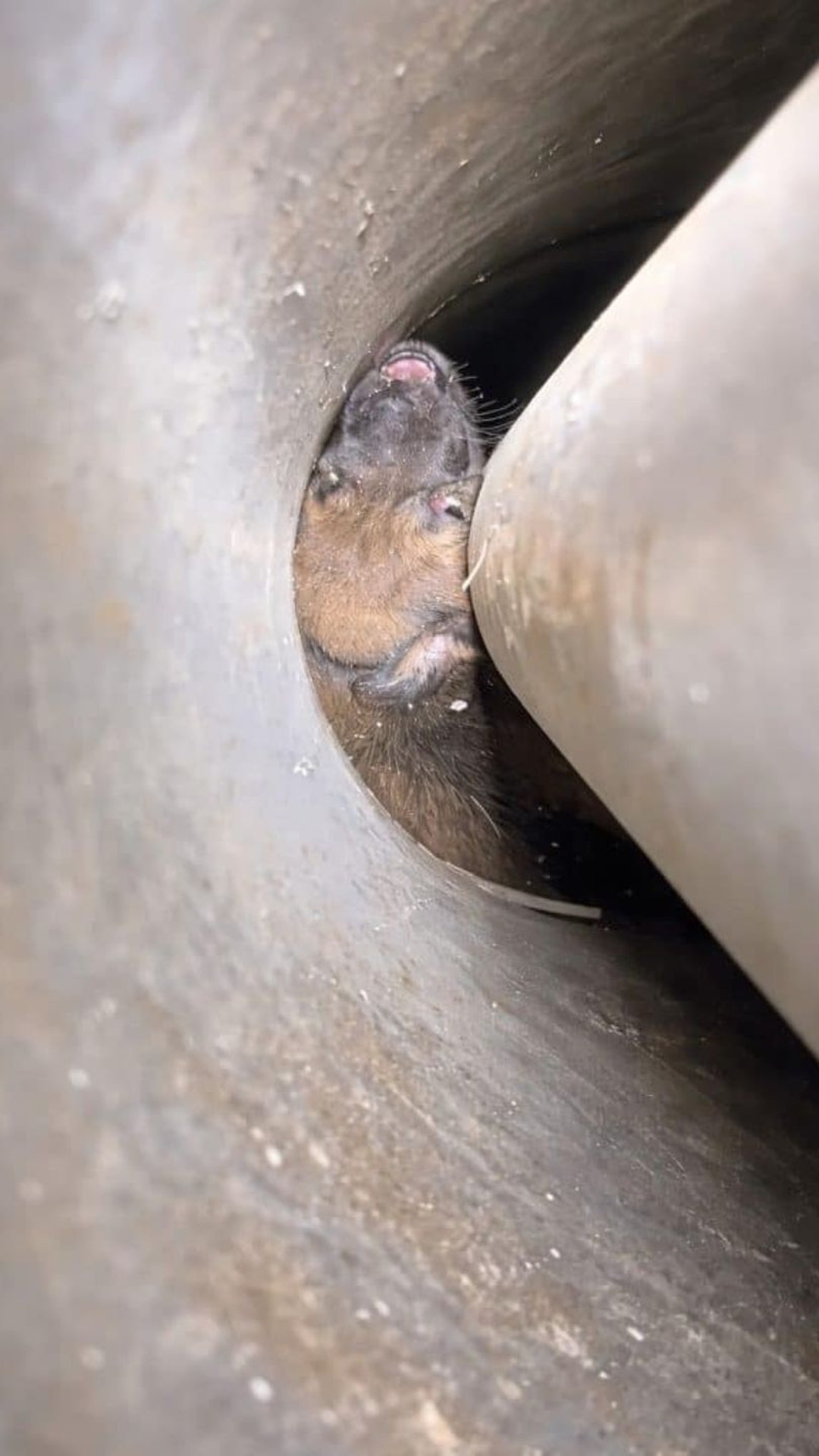 Rescue Team Uncovers Trapped Puppies After Mother Dog’s Desperate Vigil