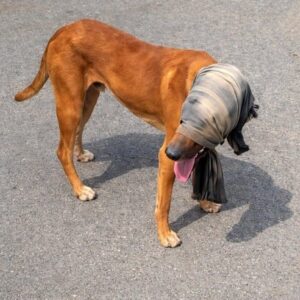 Motorcyclist Saves Stray Dog Walking Blind on Busy Road