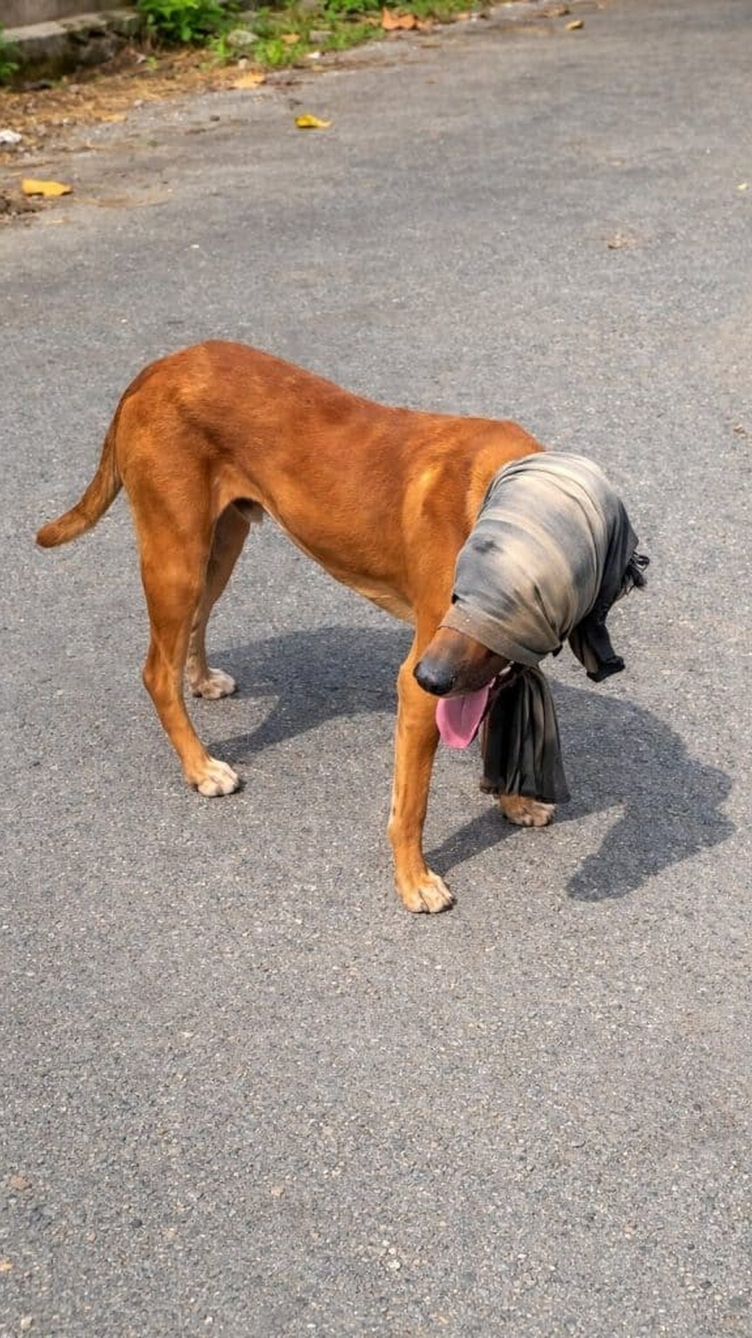 Motorcyclist Saves Stray Dog Walking Blind on Busy Road
