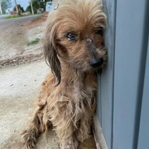 Rescue Team Finds Mila, a Stray Dog Collapsed Against a Fence