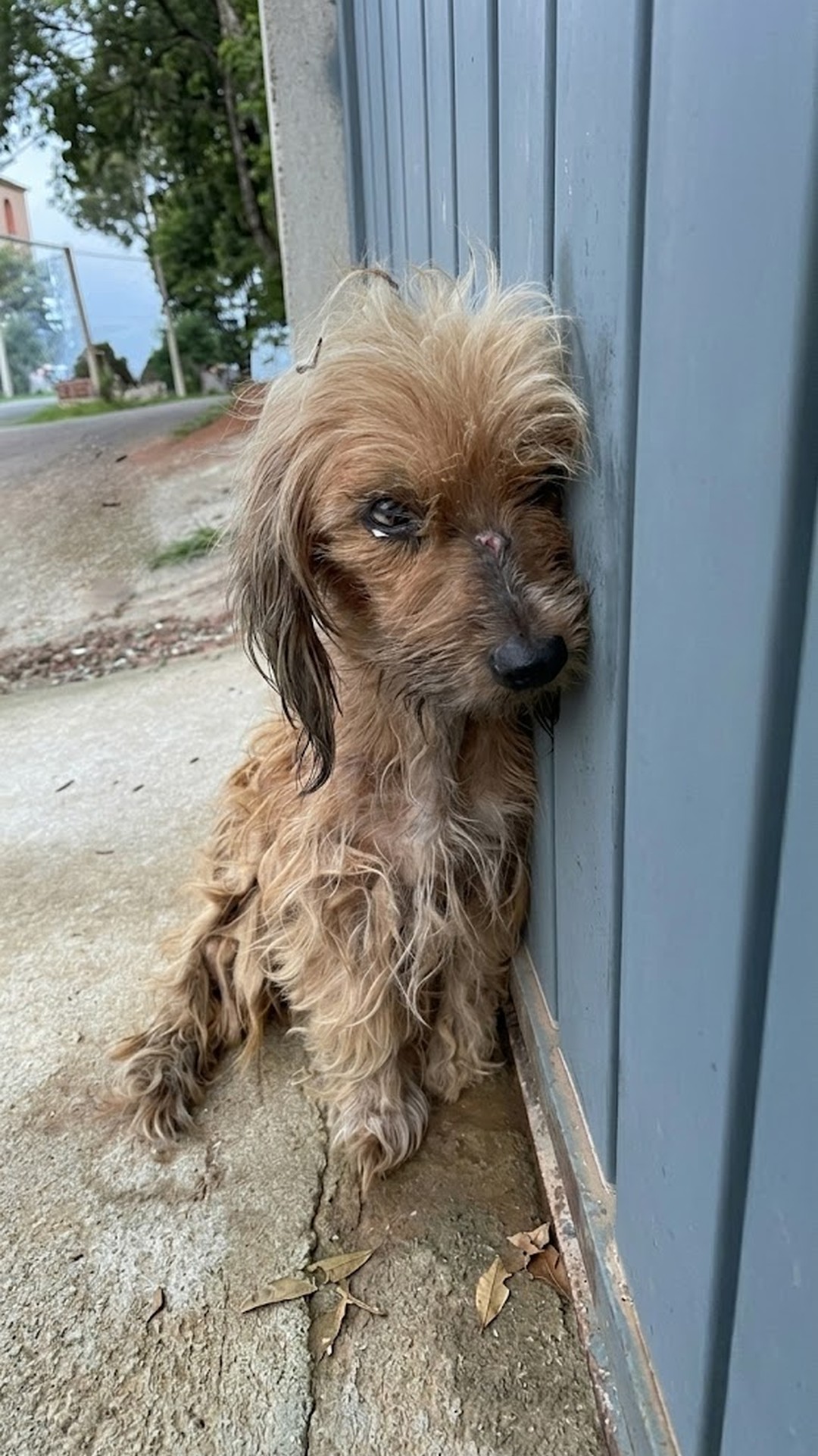 Rescue Team Finds Mila, a Stray Dog Collapsed Against a Fence