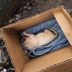 A Newborn Puppy Found in a Cardboard Box Defies the Odds