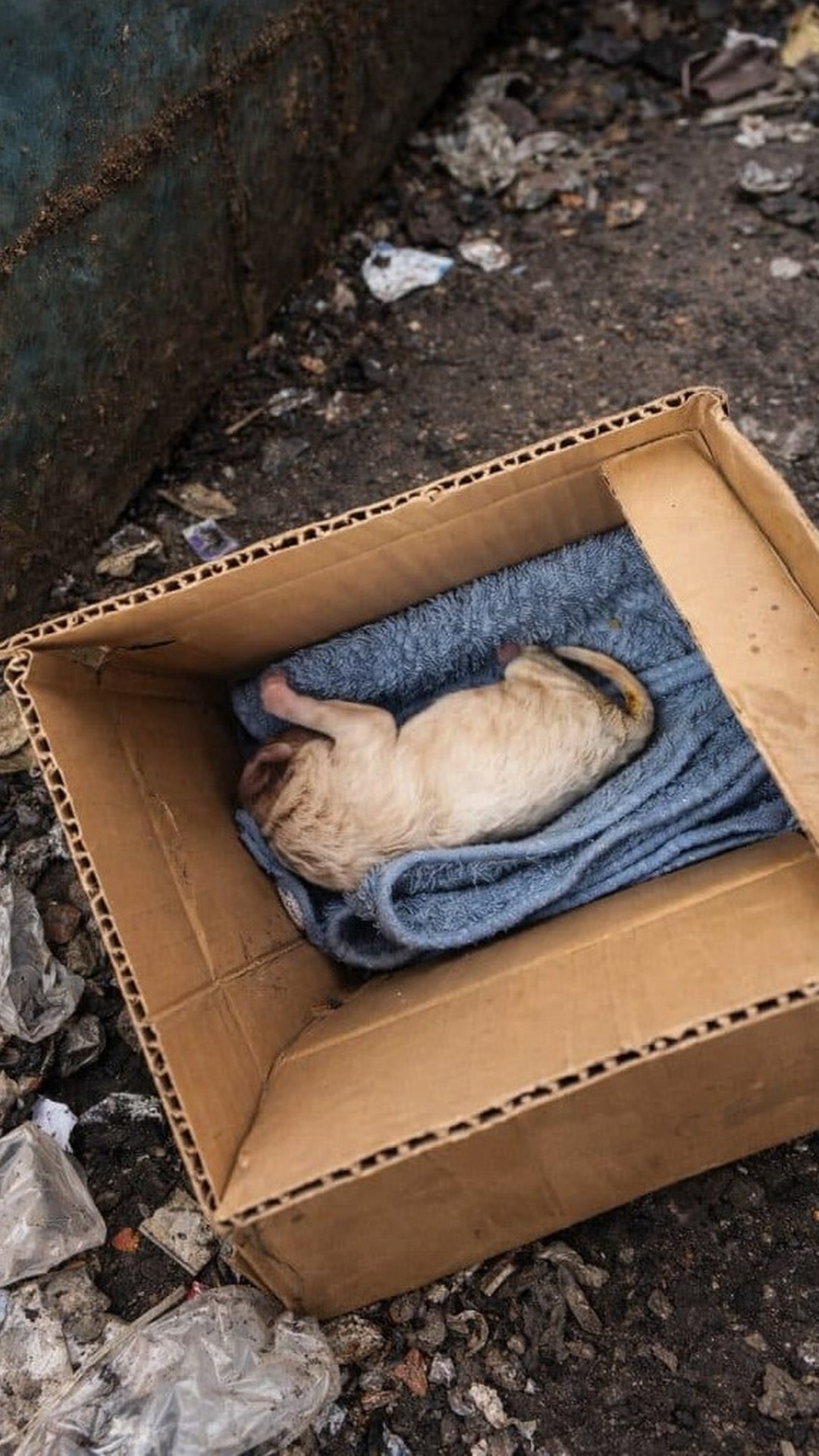 A Newborn Puppy Found in a Cardboard Box Defies the Odds