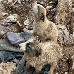 Alma and Alfie: From Toxic Landfill to Loving Homes in France
