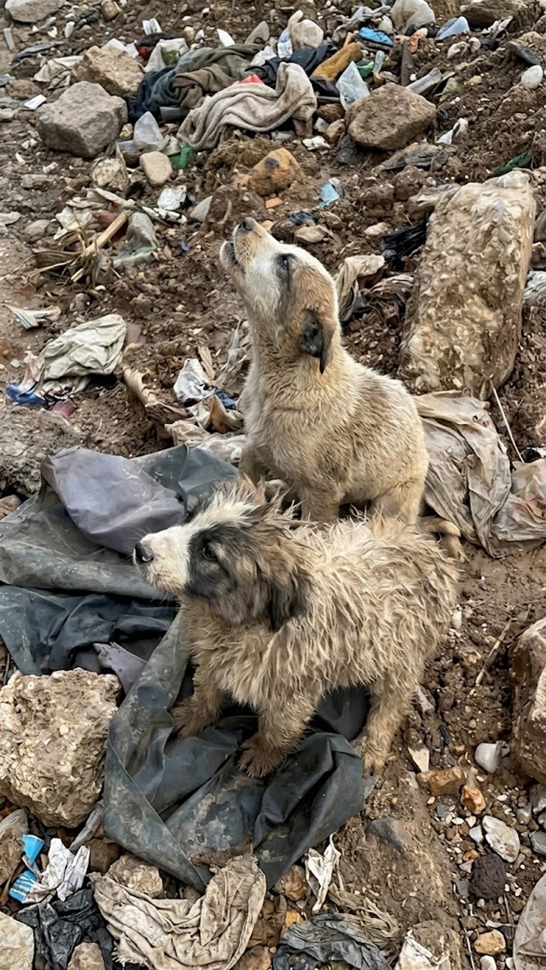 Alma and Alfie: From Toxic Landfill to Loving Homes in France