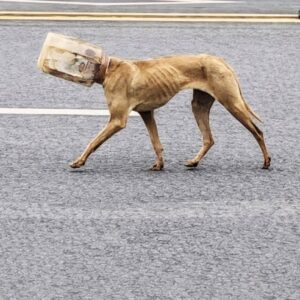 Stray Dog Recovers After Rescuers Remove Plastic Container from His Head