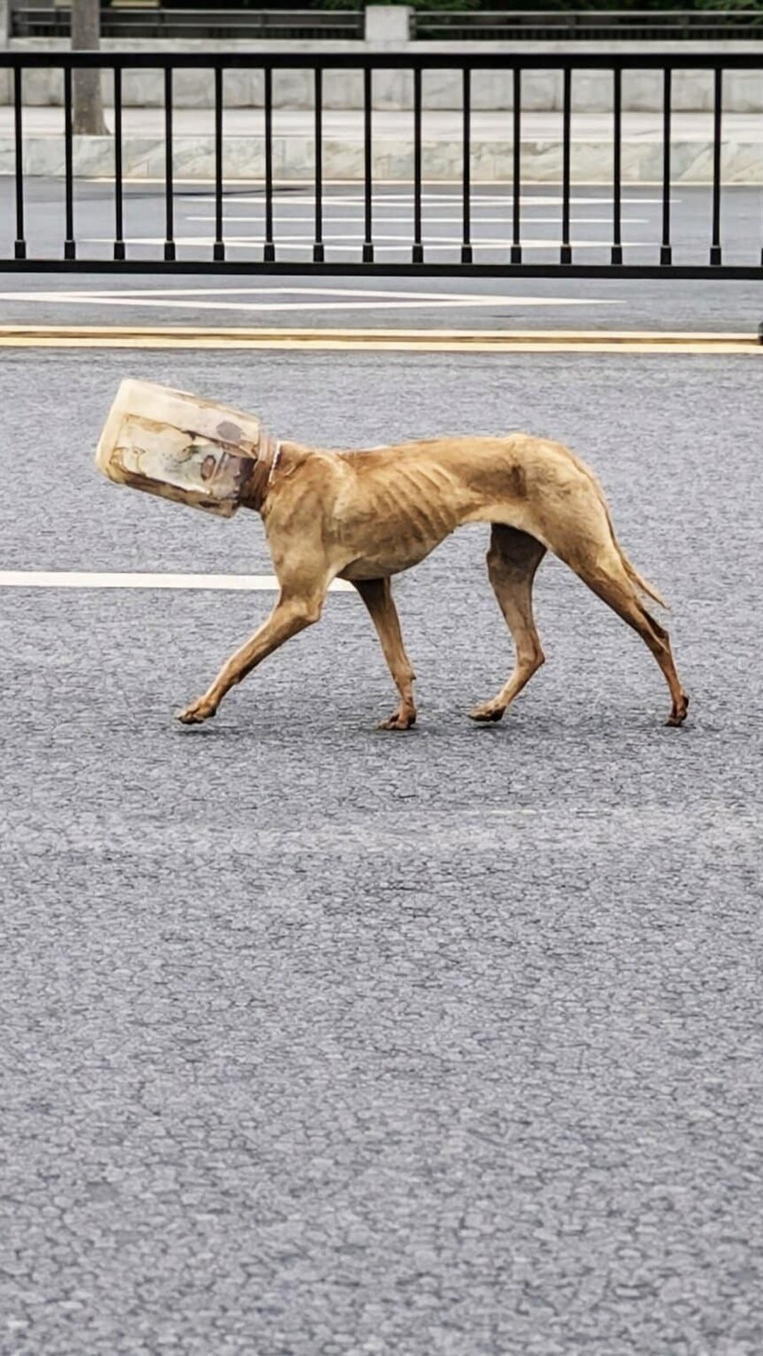 Stray Dog Recovers After Rescuers Remove Plastic Container from His Head