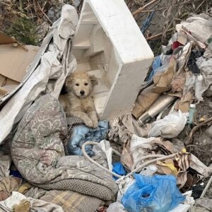 Rescue Progress: From Trash to a Loving Home in Just One Day