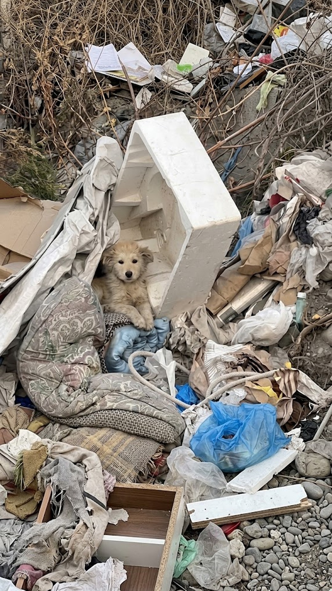 Rescue Progress: From Trash to a Loving Home in Just One Day