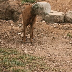 Rescue Progress Over Hours Leads to Freedom for Dog Trapped by Plastic Jar