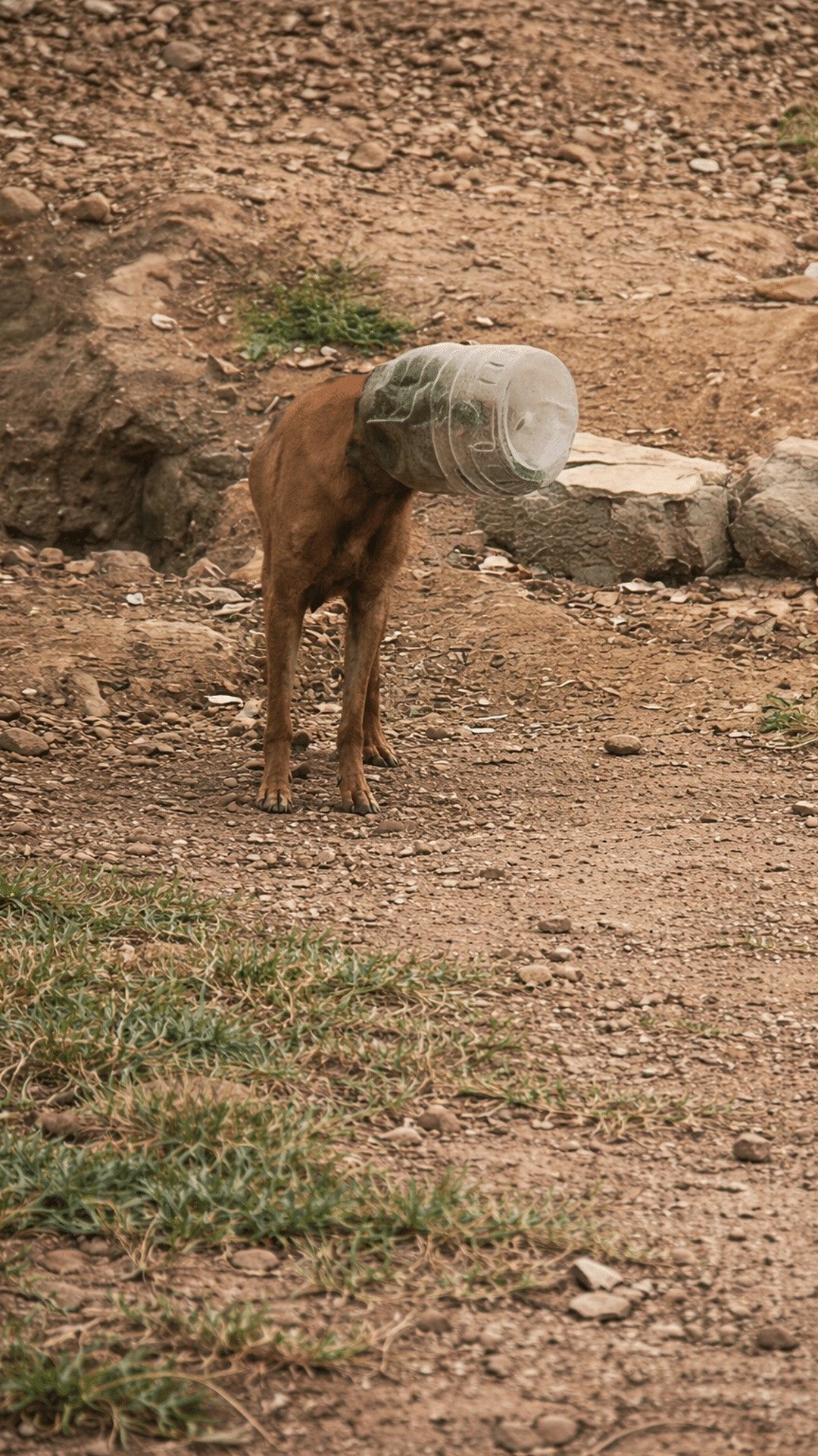 Rescue Progress Over Hours Leads to Freedom for Dog Trapped by Plastic Jar