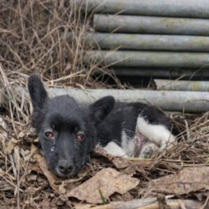 From a Silent Cry on the Highway to a Joyful Home: Hope's Journey