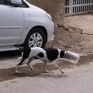 Rescuers Free Stray Dog After He Runs Miles with Plastic Container on His Head