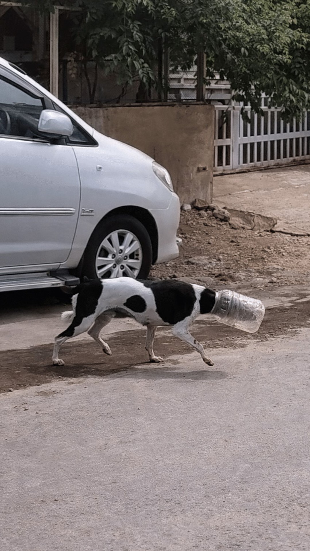 Rescuers Free Stray Dog After He Runs Miles with Plastic Container on His Head