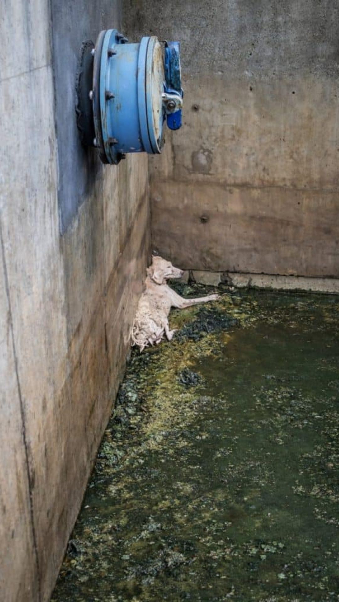 Rescue Mission: Puppy Found Shivering in a Drain Gets a Second Chance