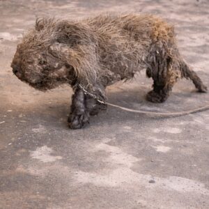 Rescue Uncovers Matilda Under Layers of Matted Fur and Neglect