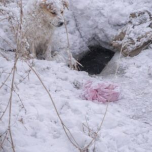 Mother Dog Stands Guard in Freezing Snow to Protect Her Puppies