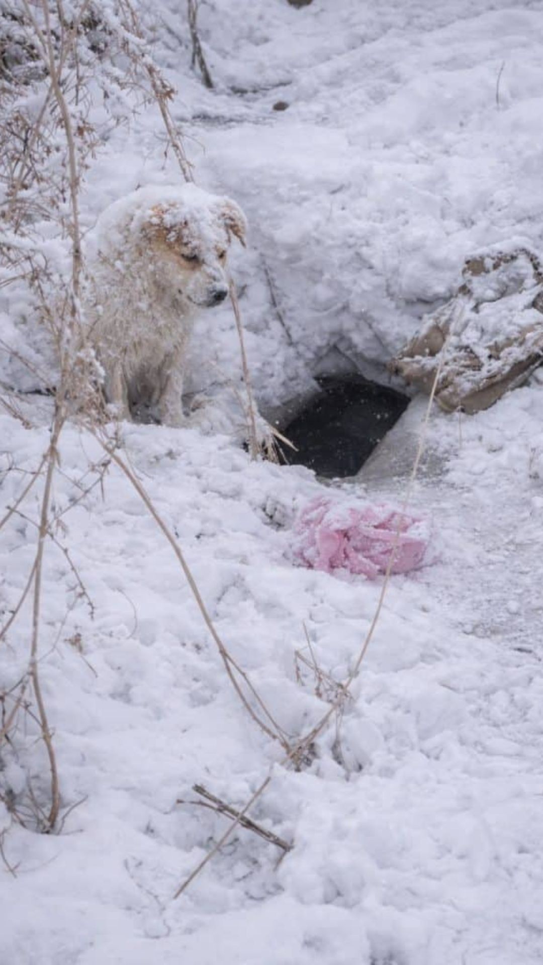 Mother Dog Stands Guard in Freezing Snow to Protect Her Puppies