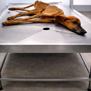 A Dog's Remarkable Response to Kindness After Months of Isolation